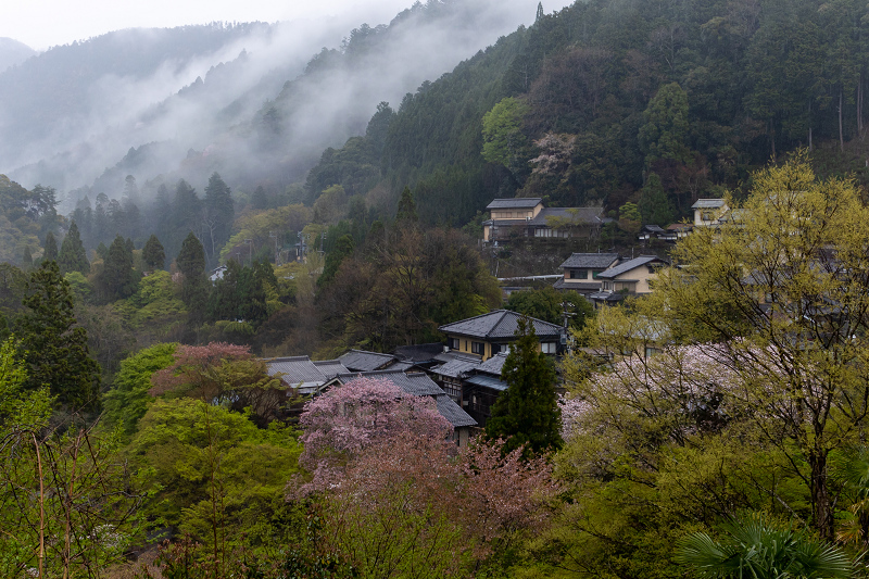 2021桜咲く京都 雨に煙るミツバツツジ（高雄・西明寺）_f0155048_23580726.jpg