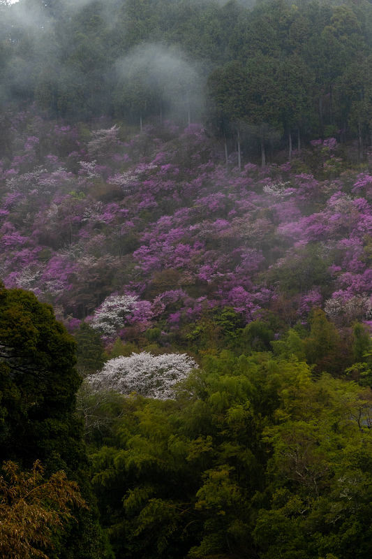 2021桜咲く京都 雨に煙るミツバツツジ（高雄・西明寺）_f0155048_23581703.jpg