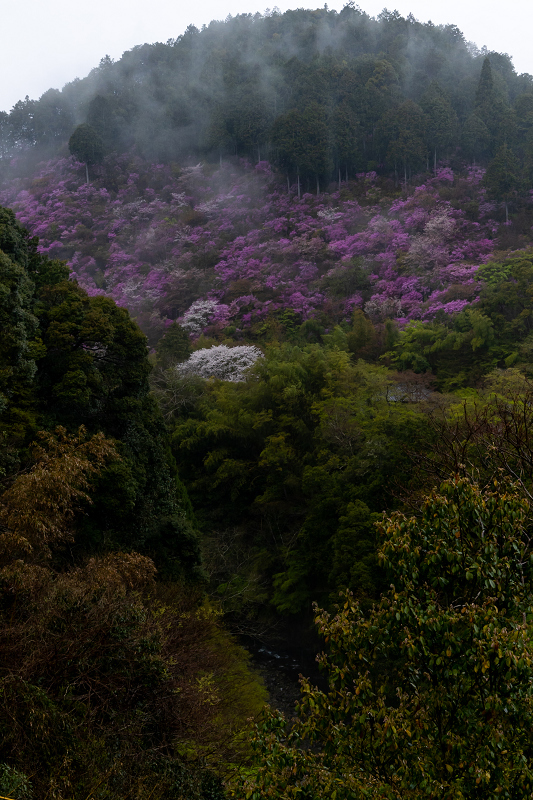 2021桜咲く京都 雨に煙るミツバツツジ（高雄・西明寺）_f0155048_23584600.jpg