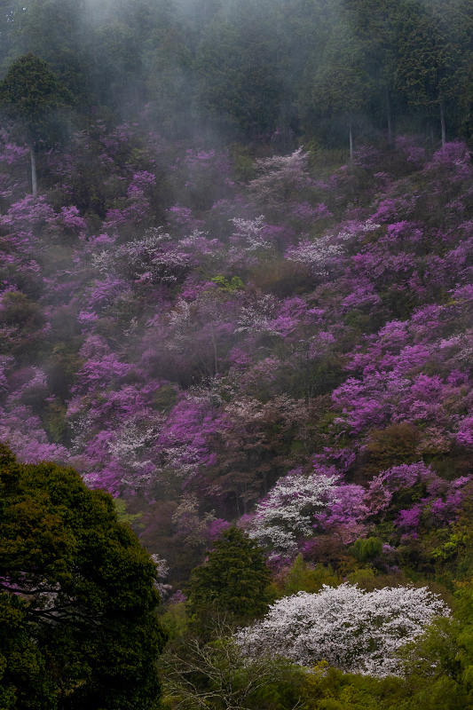 2021桜咲く京都 雨に煙るミツバツツジ（高雄・西明寺）_f0155048_23591283.jpg