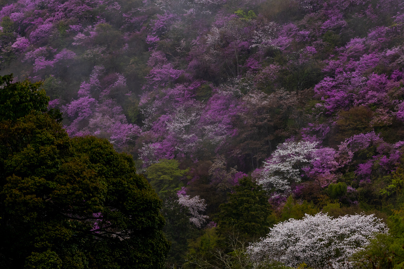 2021桜咲く京都 雨に煙るミツバツツジ（高雄・西明寺）_f0155048_23592320.jpg