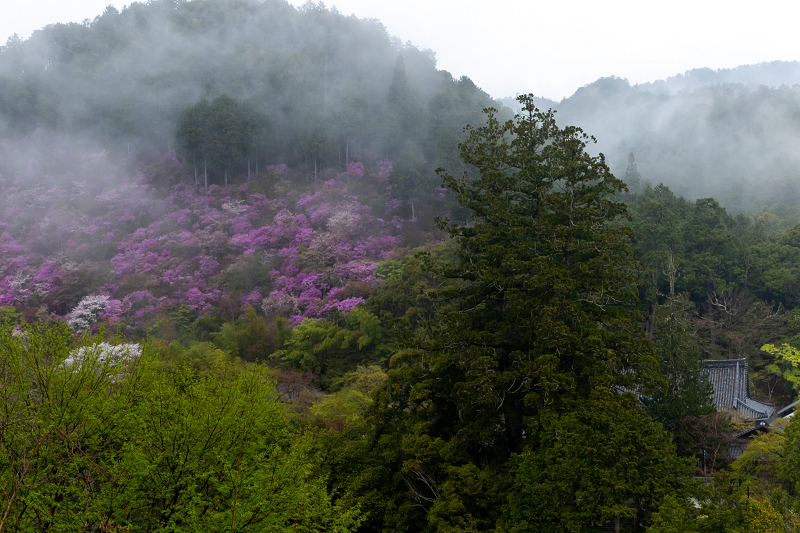 2021桜咲く京都 雨に煙るミツバツツジ（高雄・西明寺）_f0155048_23593961.jpg