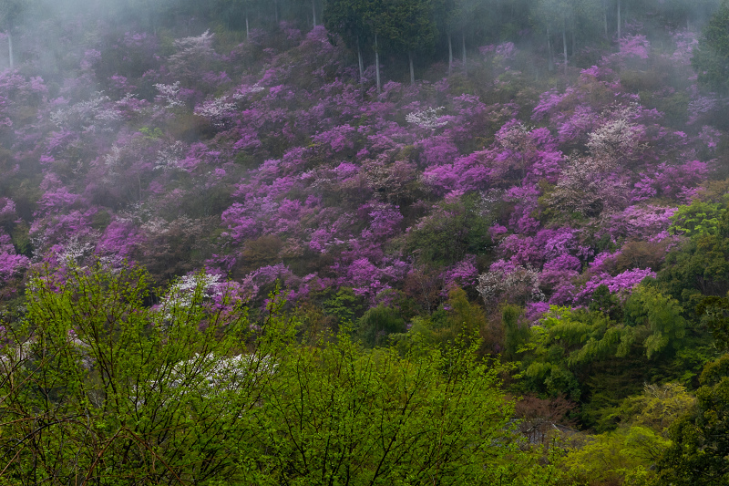 2021桜咲く京都 雨に煙るミツバツツジ（高雄・西明寺）_f0155048_23595230.jpg