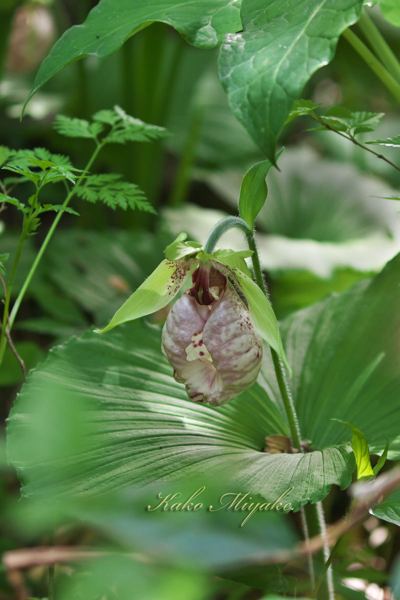 山野草（４月下旬に見た花）_d0013455_15392470.jpg