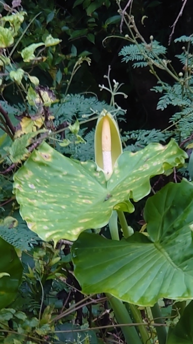 クワズイモの花 写真と短い文章 ５