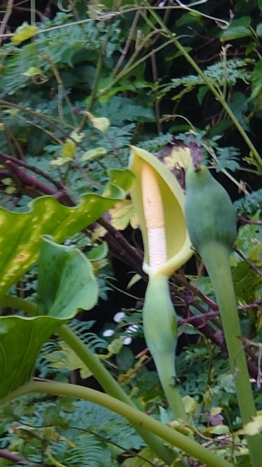 クワズイモの花 写真と短い文章 ５