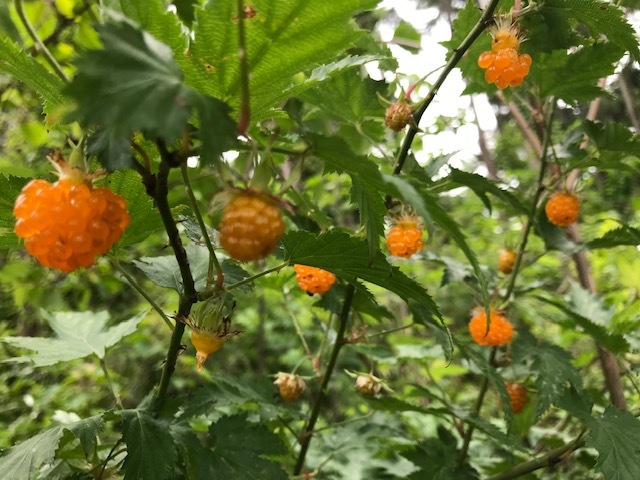 カジイチゴ鈴なり、今年植樹したエゴノキに蕾5・12_c0014967_07033743.jpg