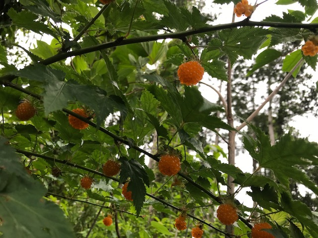カジイチゴ鈴なり、今年植樹したエゴノキに蕾5・12_c0014967_07041913.jpg