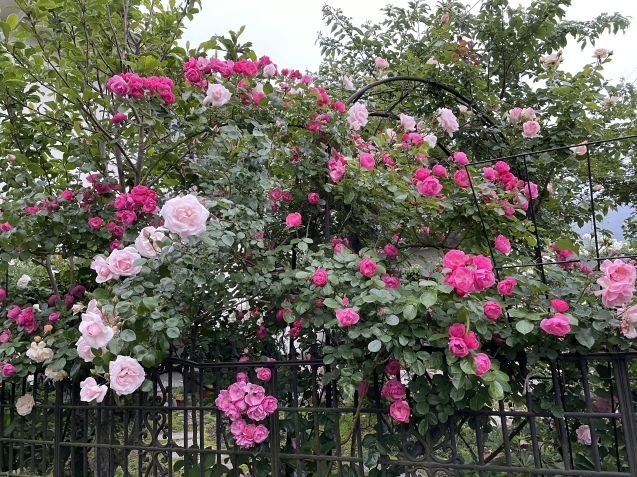 スリル満点。_a0394574_22224379.jpeg
