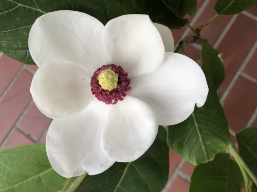 マスク考と反省ランチ おのひきだし マスク考と反省ランチ おのひきだし