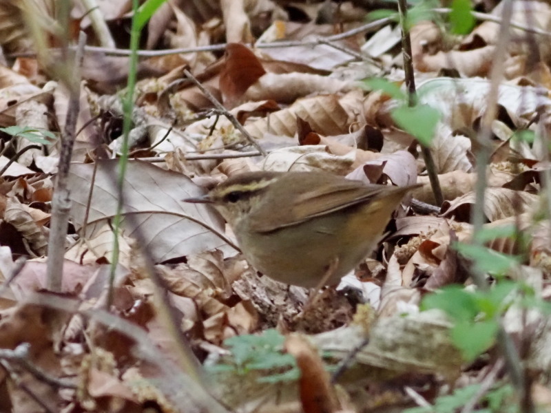 薮の中のヤブサメ コーヒー党の野鳥と自然パート3