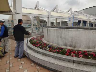 名古屋港水族館前花壇の植栽R3.5.12_d0338682_15102956.jpg