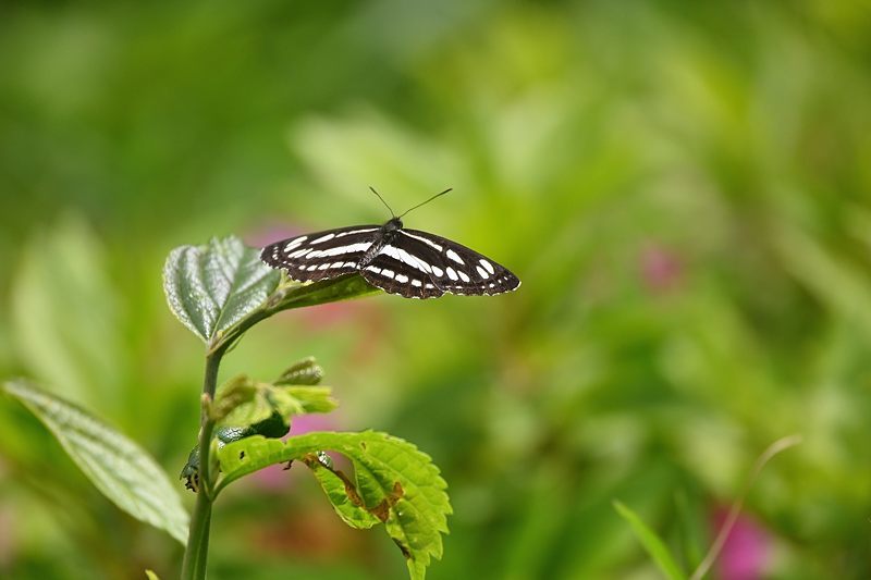 小畔川便り（Z50が修理から戻る:2021/4/28-5/1）_f0031682_10535934.jpg