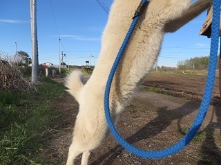 犬の散歩中はなかなか写真が撮れないので、今のうちに_b0405523_11332097.jpg