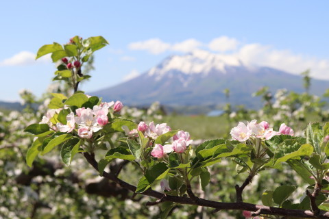 りんごの花:弘前市りんご公園(弘前市)*2021.05.12_b0147224_00031079.jpg