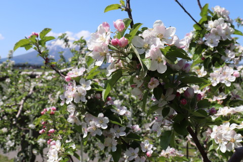 りんごの花：弘前市りんご公園（弘前市）*2021.05.12_b0147224_00073958.jpg