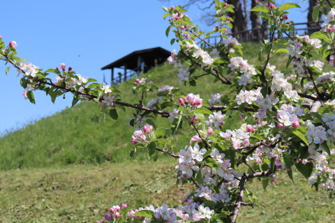 りんごの花:弘前市りんご公園(弘前市)*2021.05.12_b0147224_00092970.jpg