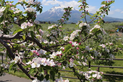 りんごの花:弘前市りんご公園(弘前市)*2021.05.12_b0147224_00110413.jpg