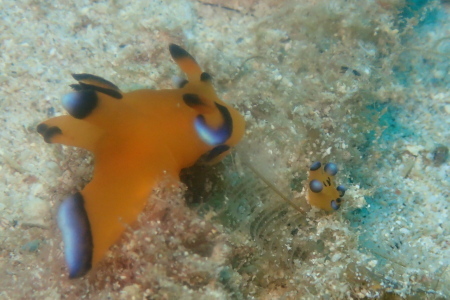 21.5.14 ウミウシ三昧_b0100730_20291239.jpg