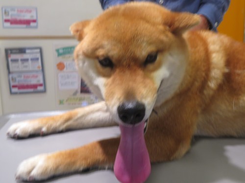 5 月14 日の写真_c0174644_10362264.jpg