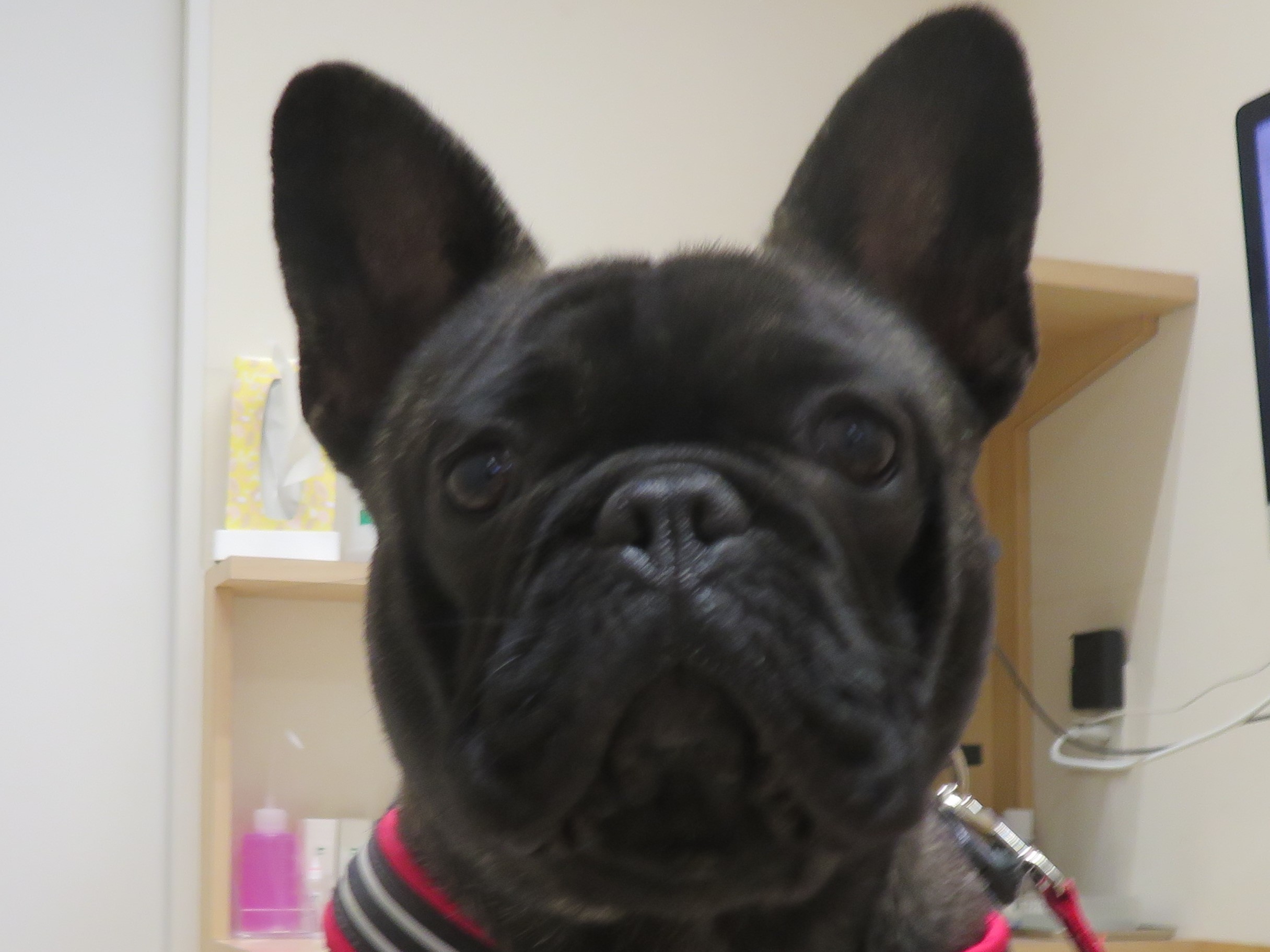 5 月14 日の写真_c0174644_12425235.jpg