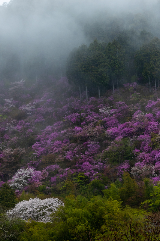 2021桜咲く京都 雨に煙るミツバツツジ（高雄・西明寺）_f0155048_00000374.jpg