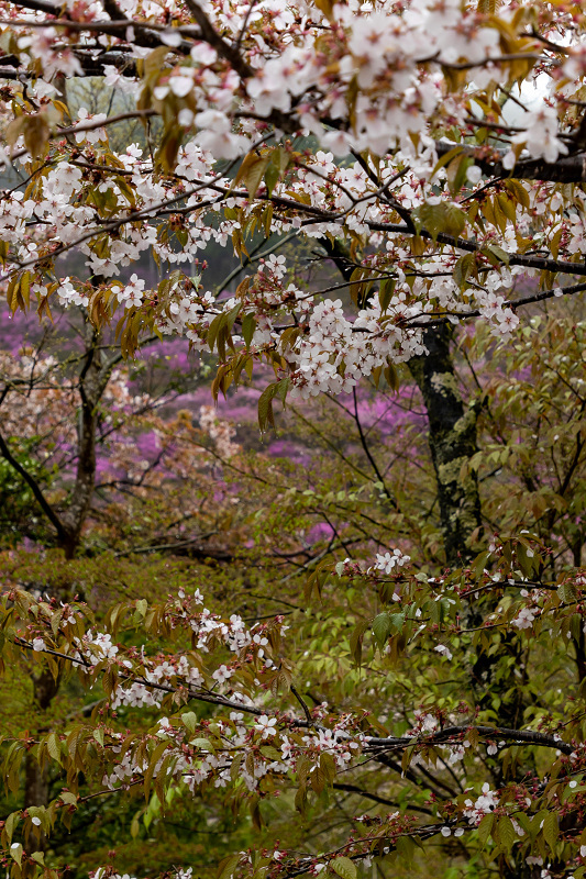 2021桜咲く京都 雨に煙るミツバツツジ（高雄・西明寺）_f0155048_00003889.jpg