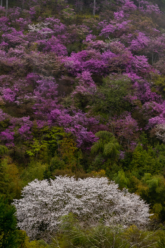 2021桜咲く京都 雨に煙るミツバツツジ（高雄・西明寺）_f0155048_00015551.jpg