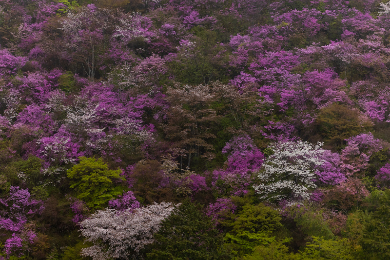 2021桜咲く京都 雨に煙るミツバツツジ（高雄・西明寺）_f0155048_00020847.jpg