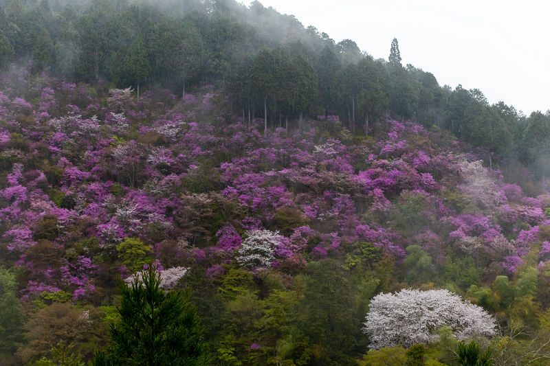 2021桜咲く京都 雨に煙るミツバツツジ（高雄・西明寺）_f0155048_22050253.jpg