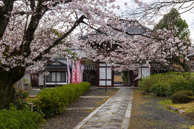 2021桜咲く京都 本法寺の桜光景_f0155048_23082876.jpg