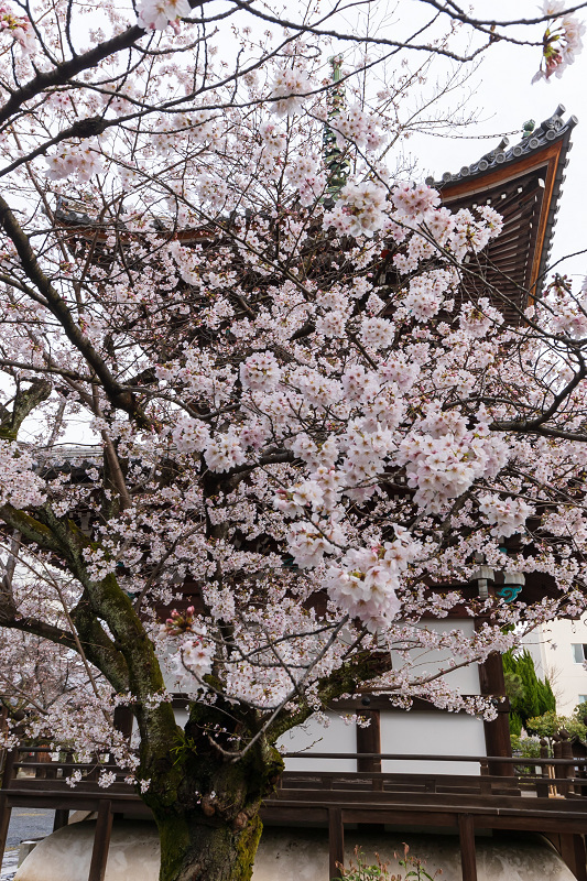 2021桜咲く京都 本法寺の桜光景_f0155048_23083290.jpg