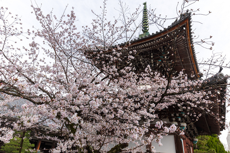 2021桜咲く京都 本法寺の桜光景_f0155048_23091659.jpg