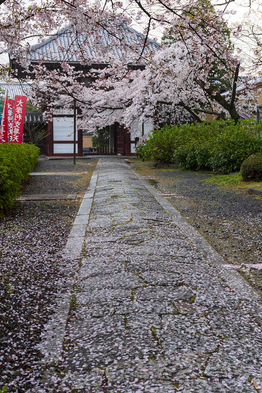 2021桜咲く京都 本法寺の桜光景_f0155048_23094433.jpg