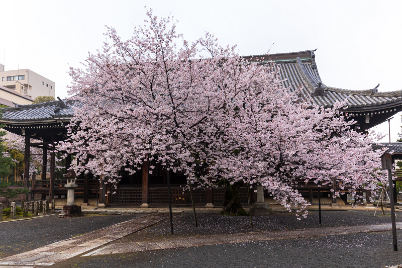 2021桜咲く京都 本法寺の桜光景_f0155048_23095980.jpg