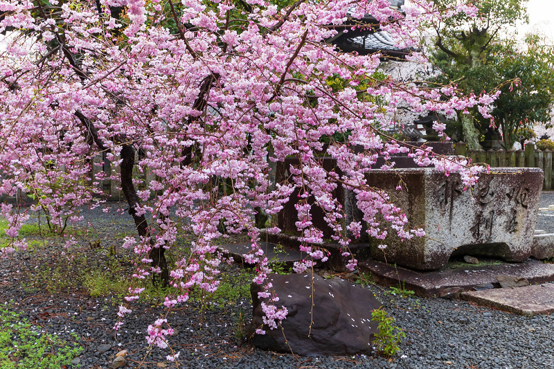2021桜咲く京都 本法寺の桜光景_f0155048_23100858.jpg