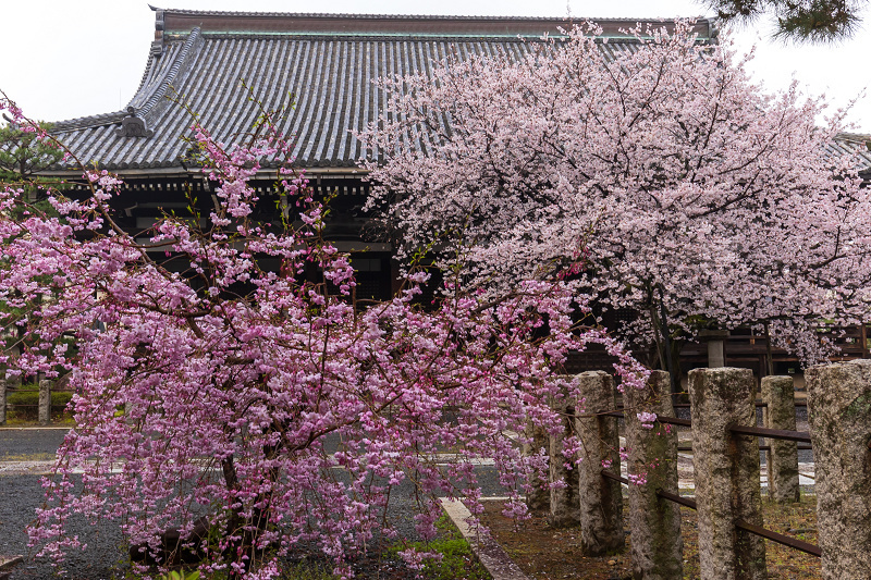 2021桜咲く京都 本法寺の桜光景_f0155048_23101797.jpg
