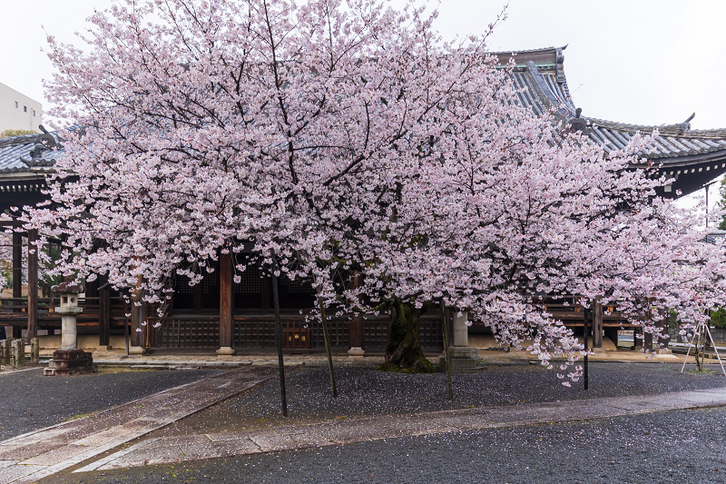 2021桜咲く京都 本法寺の桜光景_f0155048_23102870.jpg