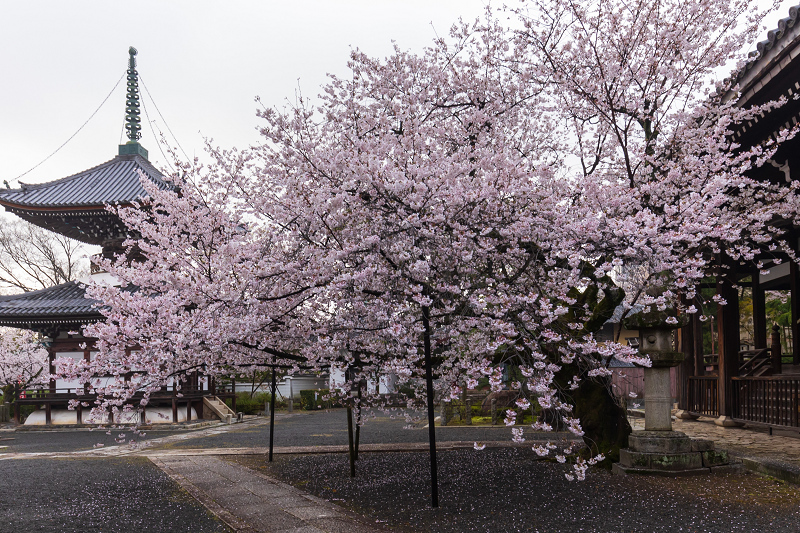 2021桜咲く京都 本法寺の桜光景_f0155048_23103589.jpg