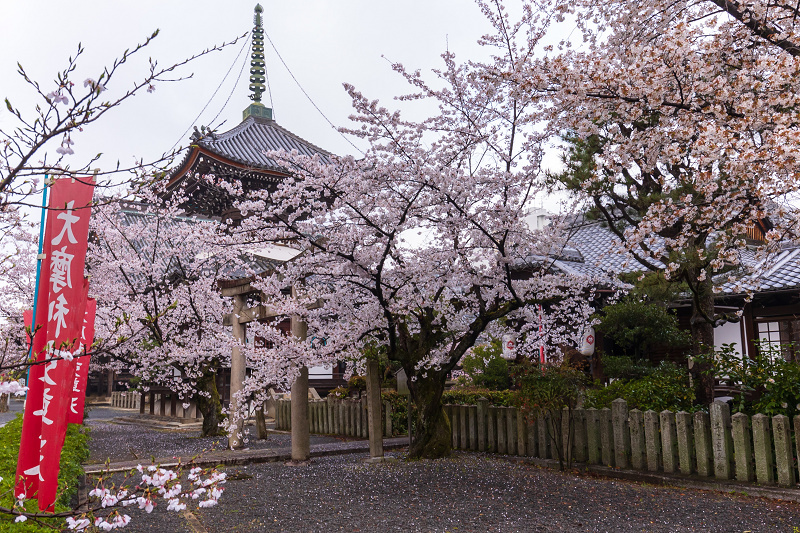 2021桜咲く京都 本法寺の桜光景_f0155048_23104660.jpg