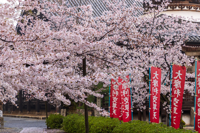 2021桜咲く京都 本法寺の桜光景_f0155048_23105160.jpg