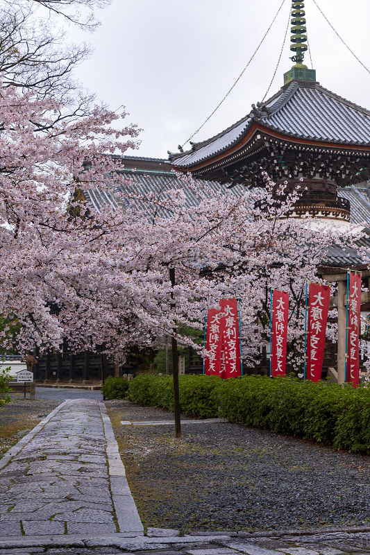 2021桜咲く京都 本法寺の桜光景_f0155048_23110233.jpg