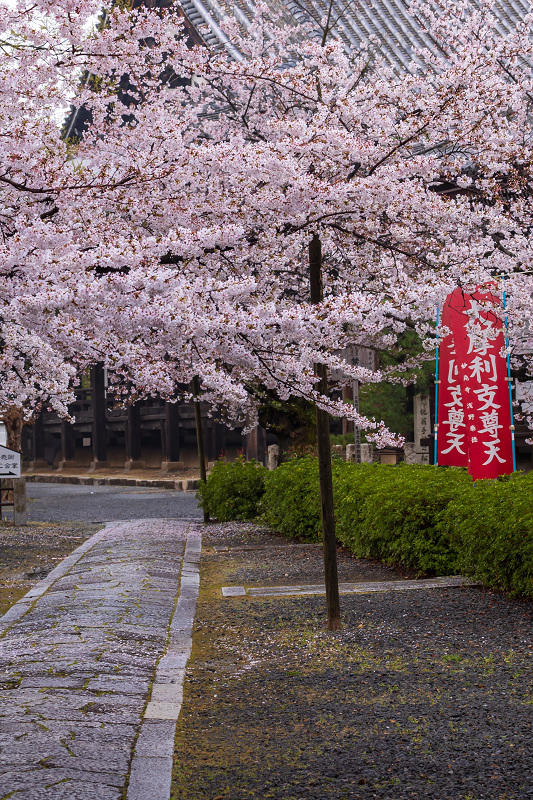 2021桜咲く京都 本法寺の桜光景_f0155048_23110623.jpg
