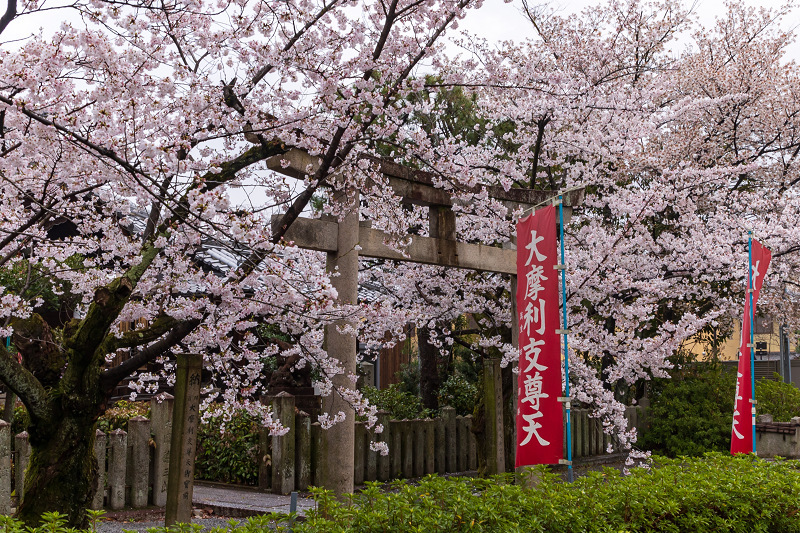 2021桜咲く京都 本法寺の桜光景_f0155048_23111820.jpg