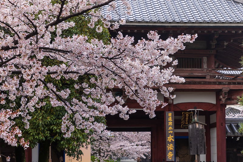 2021桜咲く京都 本法寺の桜光景_f0155048_23112974.jpg
