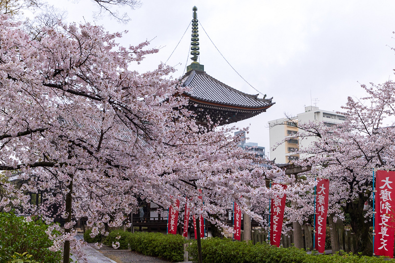 2021桜咲く京都 本法寺の桜光景_f0155048_23113573.jpg