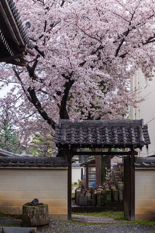 2021桜咲く京都 本法寺の桜光景_f0155048_23115070.jpg