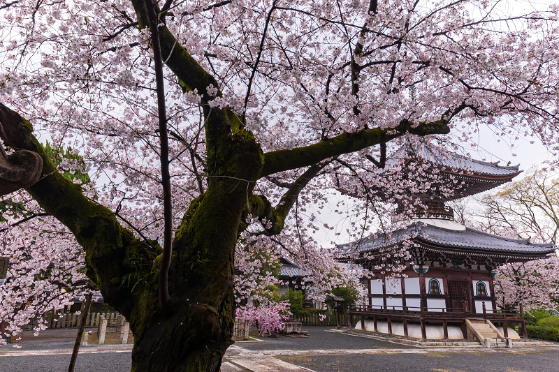 2021桜咲く京都 本法寺の桜光景_f0155048_23120456.jpg