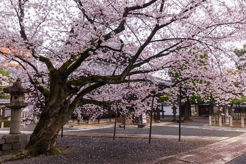 2021桜咲く京都 本法寺の桜光景_f0155048_23120792.jpg