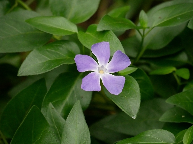 青葉の森公園の花散歩 花と葉っぱ